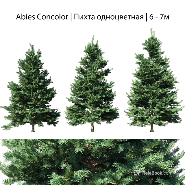 Green Decorative Pine Trees As Outdoor Garden Ornaments For Landscaping Design 3d model 