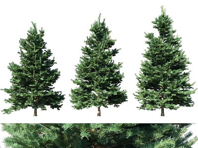 Green Decorative Pine Trees As Outdoor Garden Ornaments For Landscaping Design 3d model
