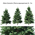 Green Decorative Pine Trees As Outdoor Garden Ornaments For Landscaping Design