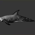 Game Movie Swimming Orca Character With Gray White Black Cracked Body Texture