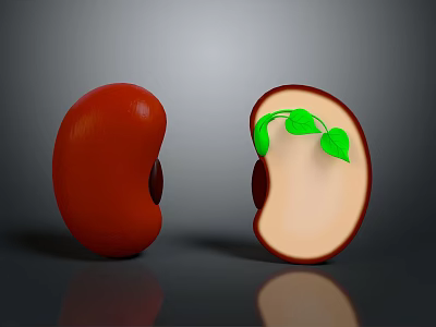 Whole and Split Red Bean Showing Germinating Seedling with Green Leaves in Cross Section 3d model