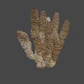 Brown Branched Marine Organism With Detailed Textured Surface And Natural Structure