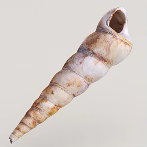 Conch 3d model