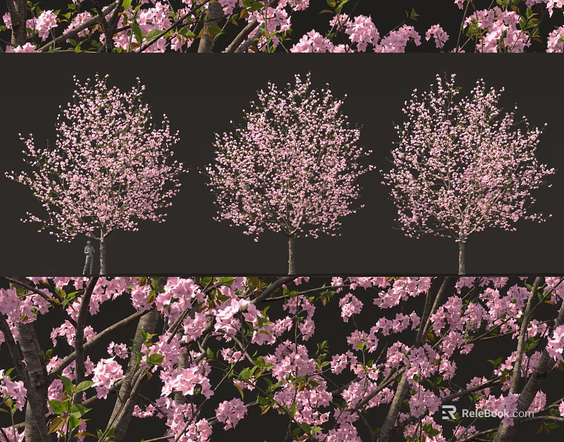 Cherry Blossom Tree with Pink Blossoms Lush Branches and Garden Landscape View 3d model 