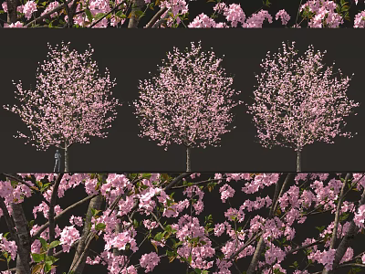 Cherry Blossom Tree with Pink Blossoms Lush Branches and Garden Landscape View 3d model