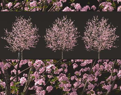 Cherry Blossom Tree with Pink Blossoms Lush Branches and Garden Landscape View 3d model