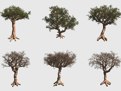 Various Trees with Exposed Roots and Different Foliage Growth Stages 3d model