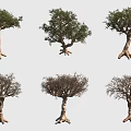 Various Trees with Exposed Roots and Different Foliage Growth Stages 3d model