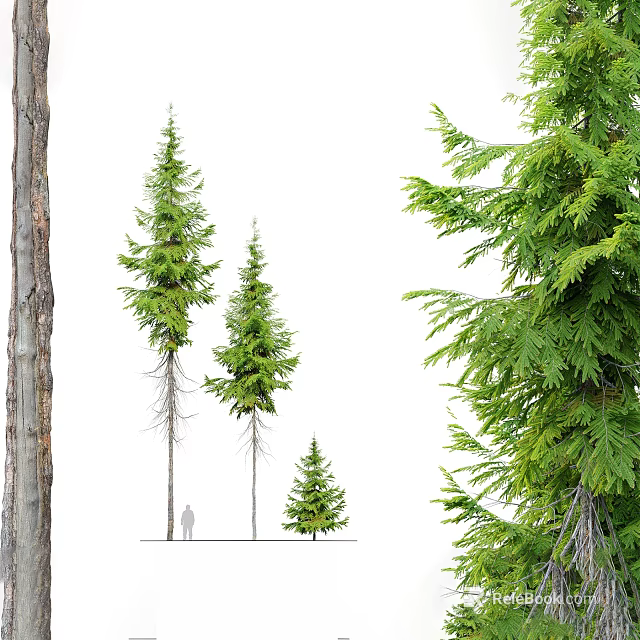 Tall and Small Arbor Trees With Lush Green Foliage Thick Trunks And Human Figure 3d model 