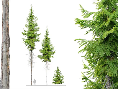Tall and Small Arbor Trees With Lush Green Foliage Thick Trunks And Human Figure 3d model