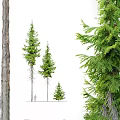Tall and Small Arbor Trees With Lush Green Foliage Thick Trunks And Human Figure