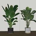 Two Potted Houseplants With Large Green Leaves In Black And White Pots Indoor Setting