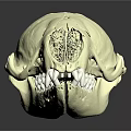 White Mammal Skull With Visible Teeth And Green Highlighted Internal Areas On Dark Reflective Background