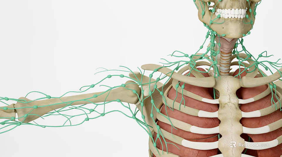 3D Medical Device Anatomical Model of Human Skeleton Nervous System 3d model 