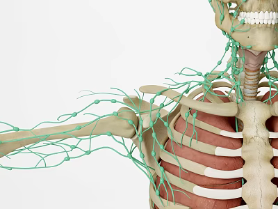 3D Medical Device Anatomical Model of Human Skeleton Nervous System 3d model