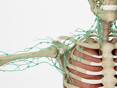 Modern human lymphatic system model