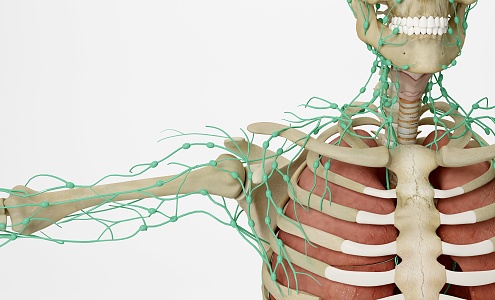 Modern human lymphatic system 3d model