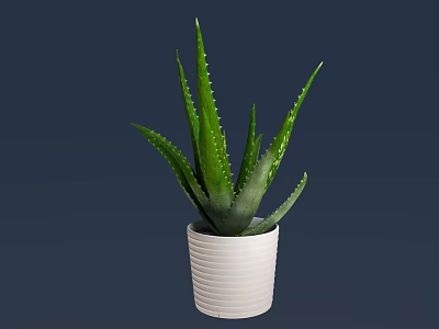 Potted Aloe Vera Plant in White Striped Pot with Green Leaves on Dark Blue Background 3d model