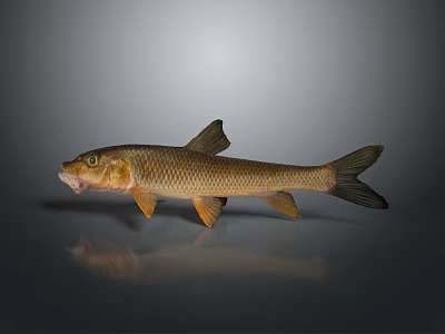 Realistic Toy Fish Model With Detailed Scales And Lifelike Design 3d model
