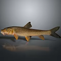 Realistic Toy Fish Model With Detailed Scales And Lifelike Design