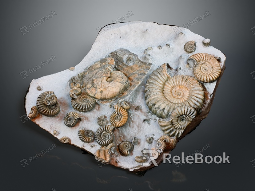 Chi chrysanthemum stone ancient fossil stone chrysanthemum fossil items model