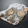 Chi chrysanthemum stone ancient fossil stone chrysanthemum fossil items 3d model