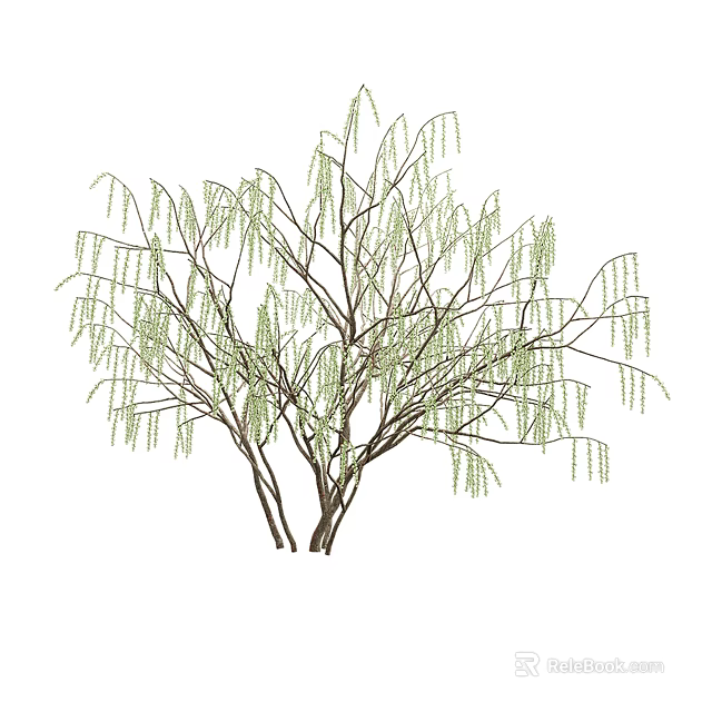 Weeping Tree With Green Leaves And Drooping Branches In Natural Scene 3d model 