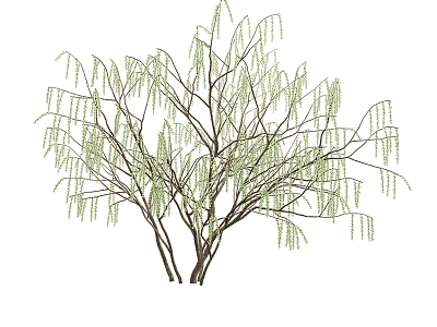 Weeping Tree With Green Leaves And Drooping Branches In Natural Scene 3d model