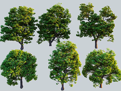 Arbor Trees 3D Models With Various Forms Lush Foliage And Trunks 3d model