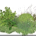 Ornamental Shrubs With Green Foliage White Flowers And Grass In Garden Landscape