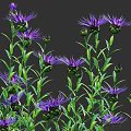 Various Purple White Flowering Plants With Green Stems And Leaves