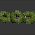 Organic Edible Green Plants in Different Pots with White Striped Leaves