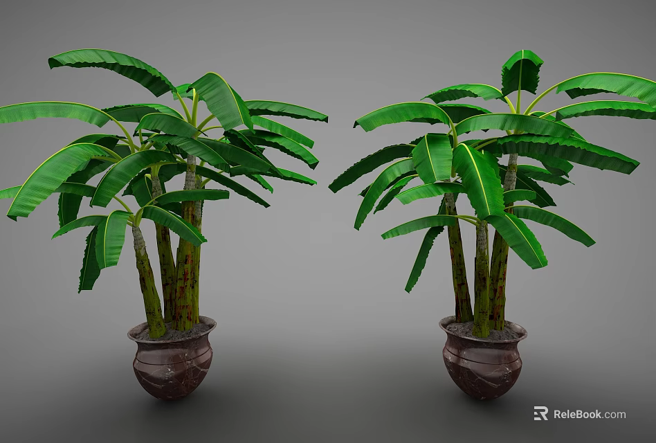Banana Tree Potted Plants with Green Leaves in Brown Ceramic Pots 3d model 