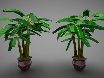 Banana Tree Potted Plants with Green Leaves in Brown Ceramic Pots 3d model
