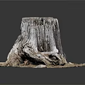 Ancient Tree Stump With Rough Wood Texture Surrounded By Dirt And Small Stones
