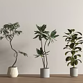 Indoor Potted Plants with Various Leaf Shapes in Modern White Gray Pots on Wooden Floor