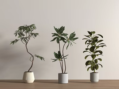 Indoor Potted Plants with Various Leaf Shapes in Modern White Gray Pots on Wooden Floor 3d model