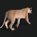 Lioness 3D Model Walking With Realistic Fur And Shadow On Black Background
