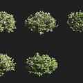 Toothed leaf shrub 3d model