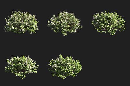 Toothed leaf shrub 3d model