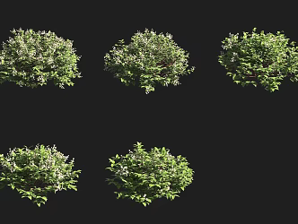 Toothed leaf shrub 3d model