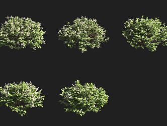 Toothed leaf shrub 3d model