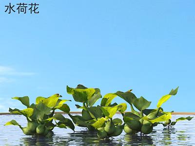 Water Lilies With Green Leaves Floating On Calm Water Under Blue Sky 3d model