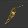 Green Hummingbird With Red Throat And Long Beak Displayed On Dark Background With Reflection