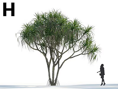 Tall Tropical Tree With Long Leaves And Multiple Trunks Near Walking Woman 3d model