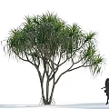 Tall Tropical Tree With Long Leaves And Multiple Trunks Near Walking Woman