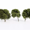 Three Green Arbor Trees With Lush Foliage And Different Canopy Shapes 3d model