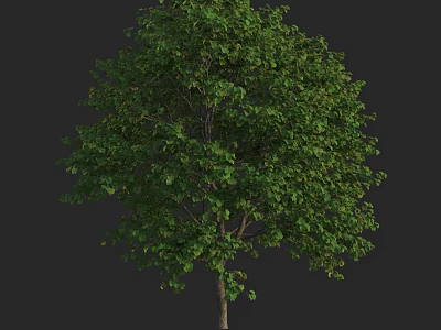 Lush Green Arbor With Dense Foliage And Strong Trunk In Natural Form 3d model