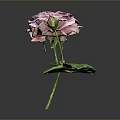 Elegant Pink Rose With Green Leaves And Flower Bud On Dark Background