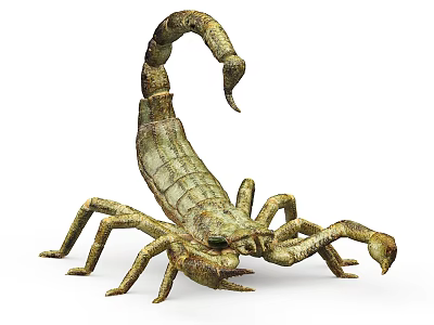 Detailed Realistic Scorpion Reptile With Curved Tail And Articulated Legs 3d model